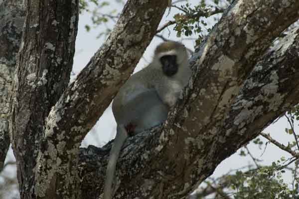 Mono Verde - parque nacional de Tarangire - Tanzania.jpg